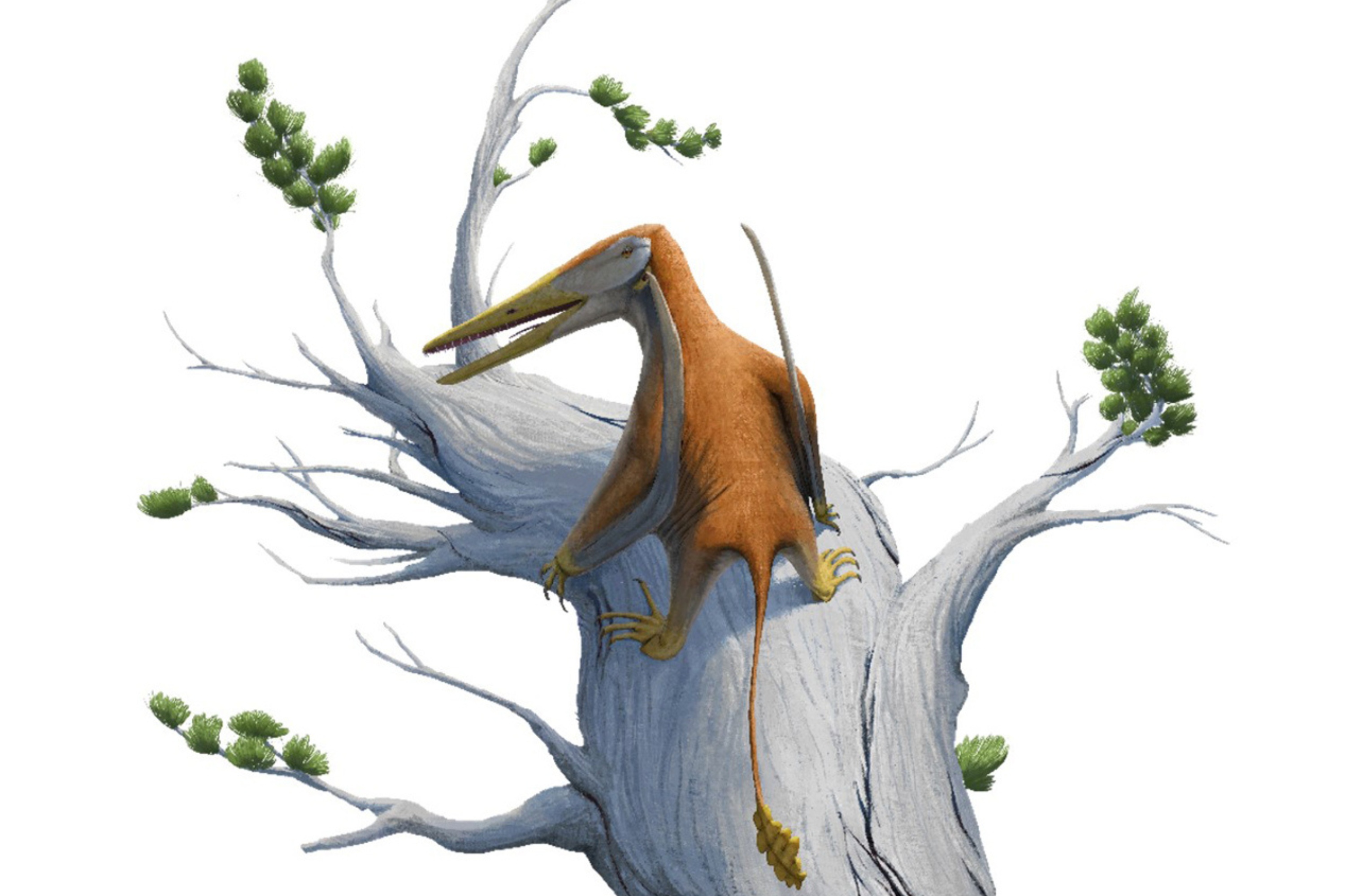 Flying Reptile Fossil Discovery Challenges Pterosaur History