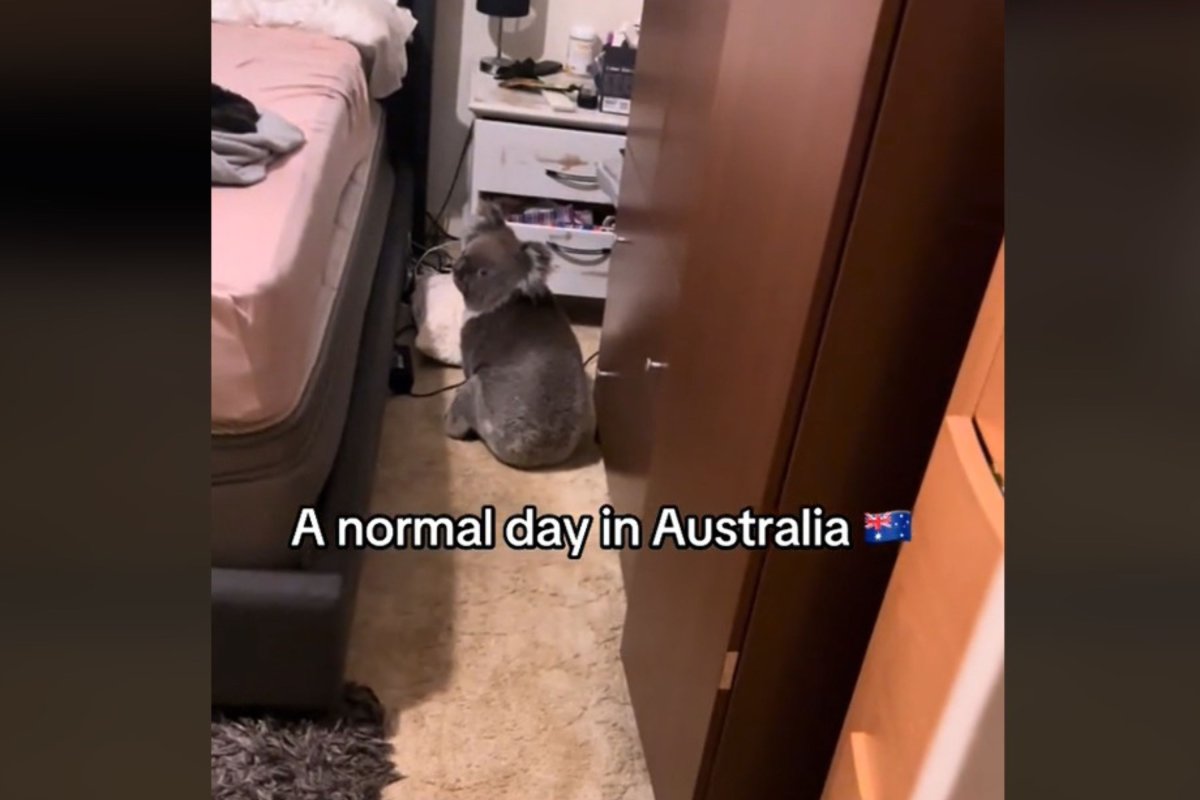 Koala in bedroom in Australia.