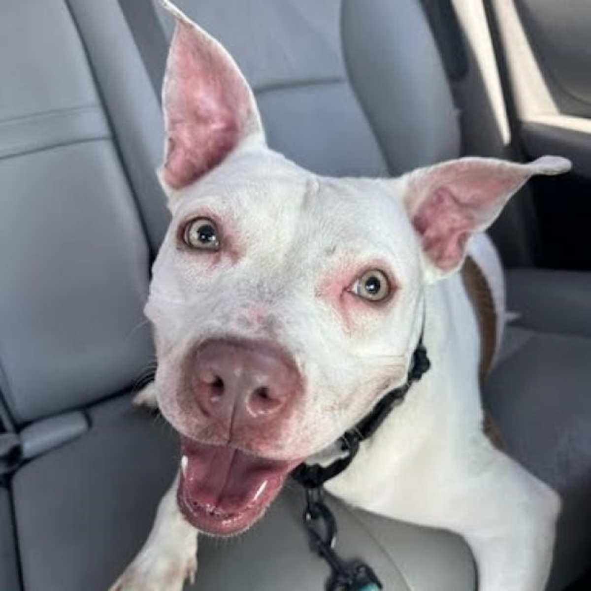 Annie the rescue dog