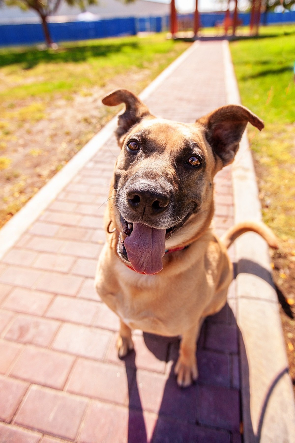 Kylie the rescue