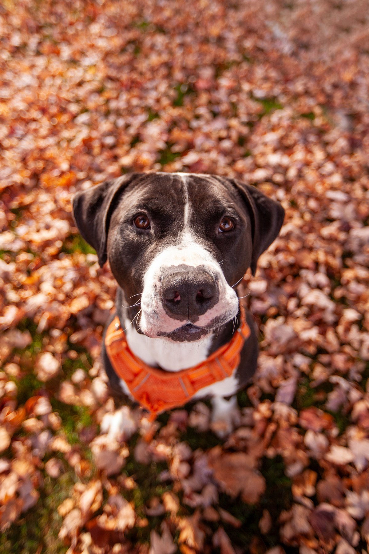 Papa the rescue dog