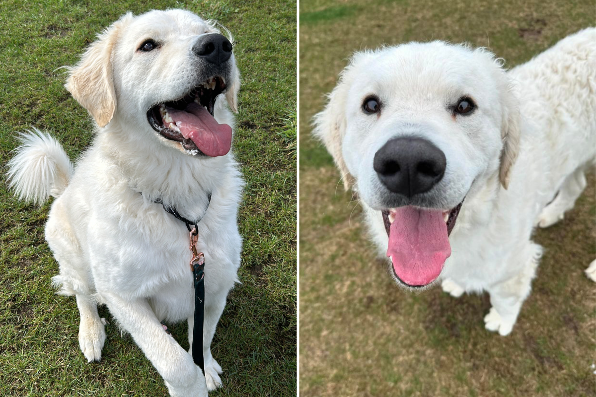 Timmy the livestock guardian