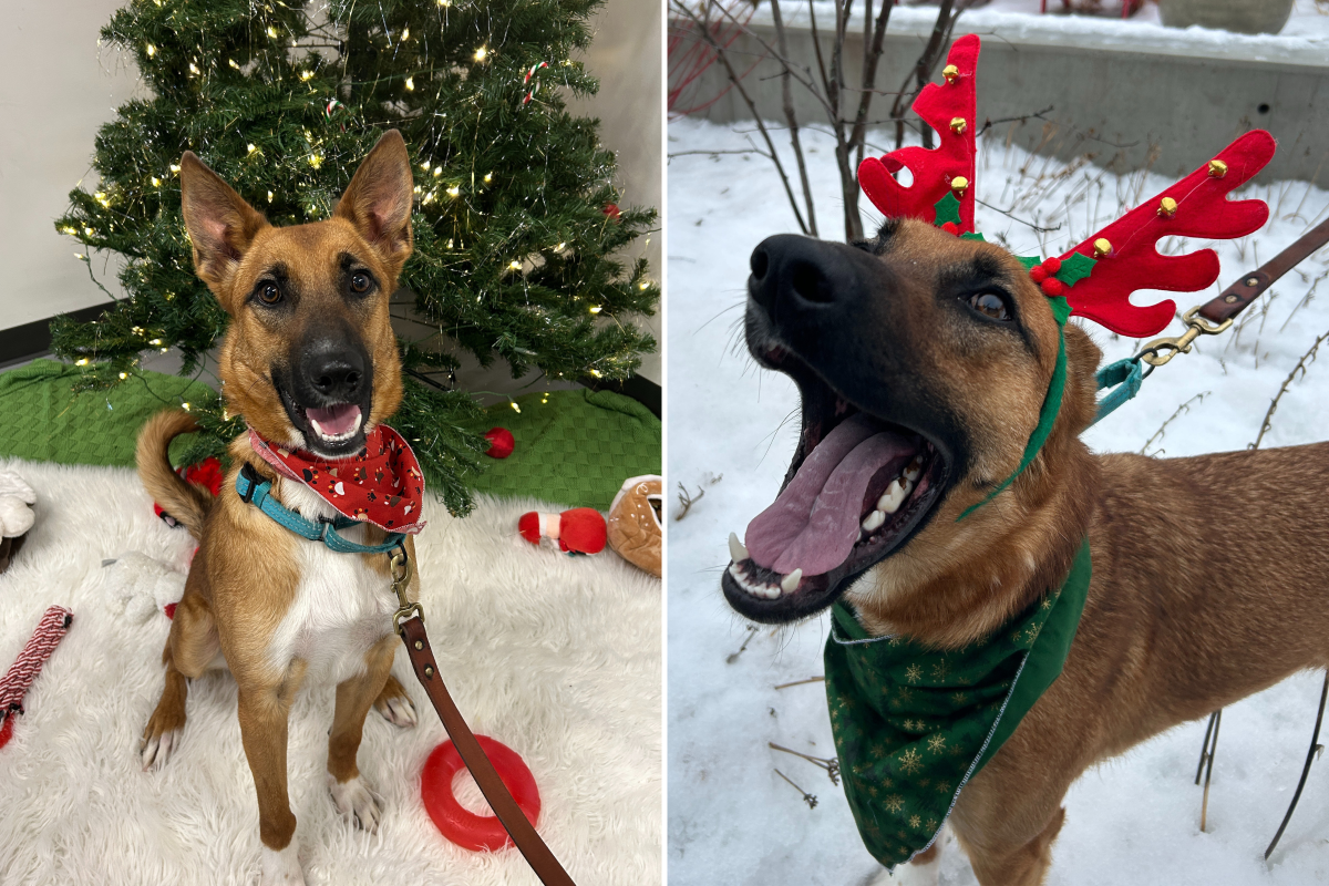 Sully Belgian Malinois