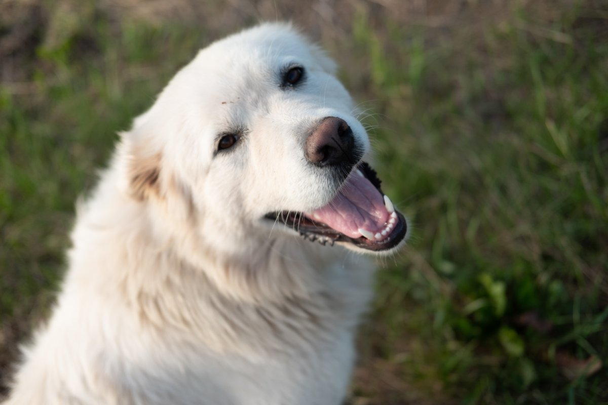 great pyrenees dog