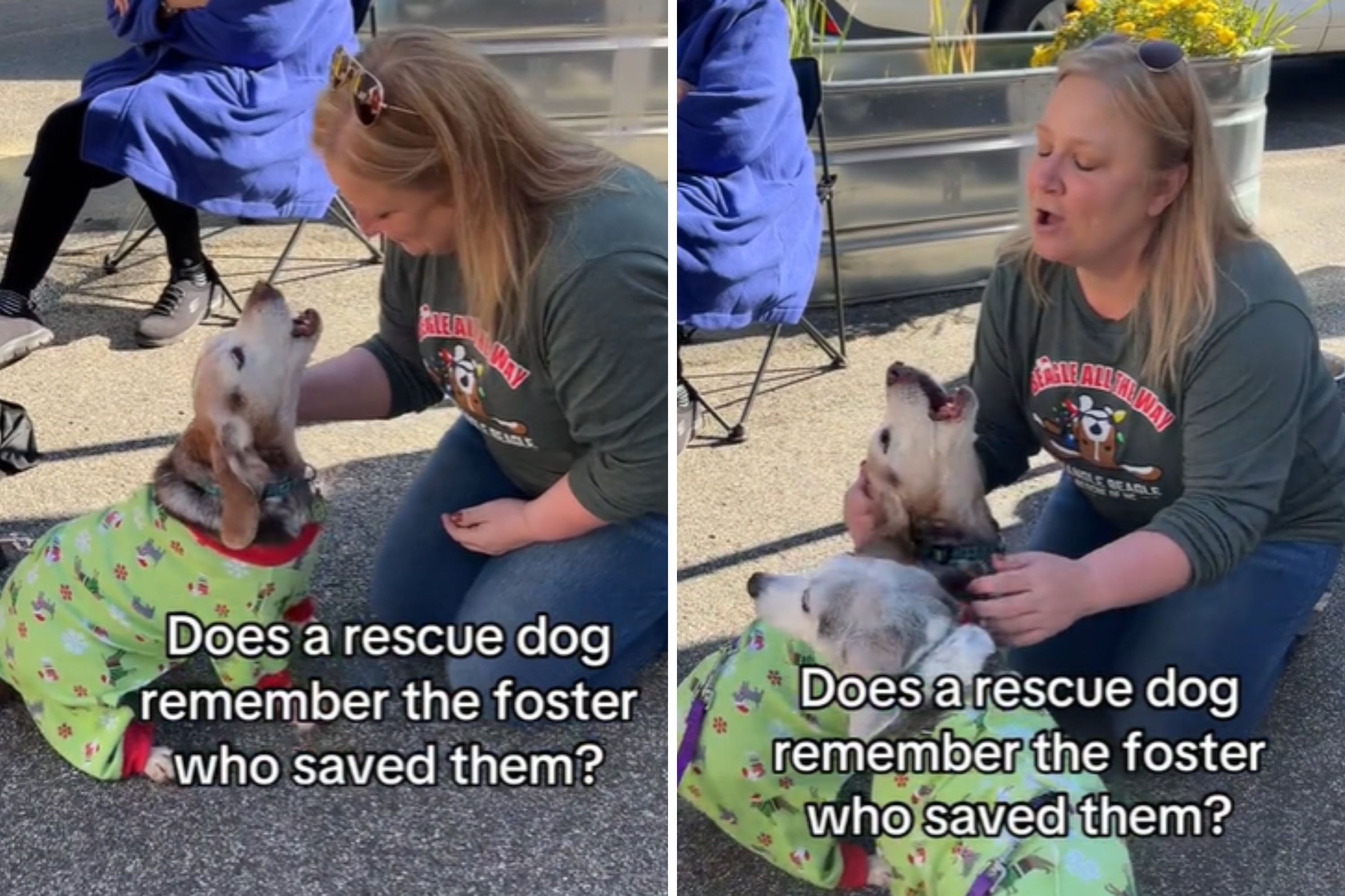 Moment Dog Reunites With Previous Foster Parent: 'Big Feels'