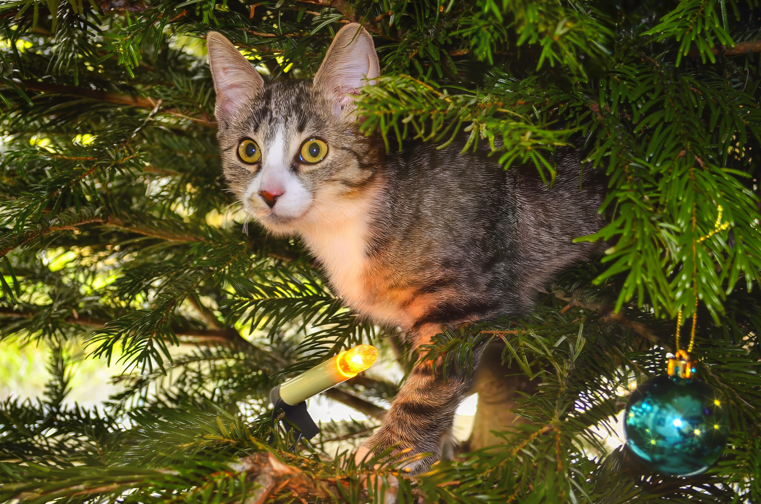 Hearts Melt at Why Owner Can t Be Mad at Kitten Messing Up Christmas Tree Newsweek