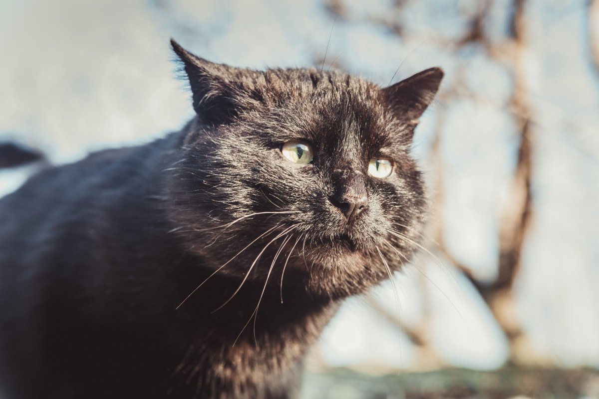 cat with big cheeks