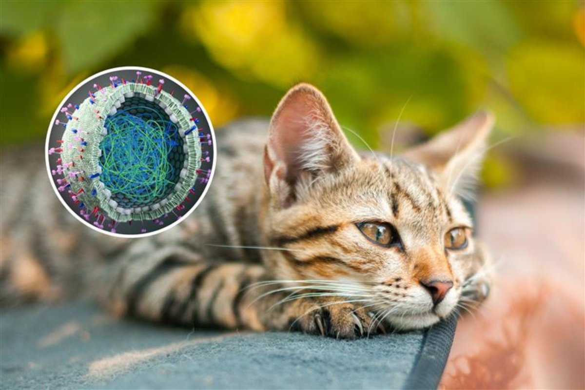 pet cat bird flu virus