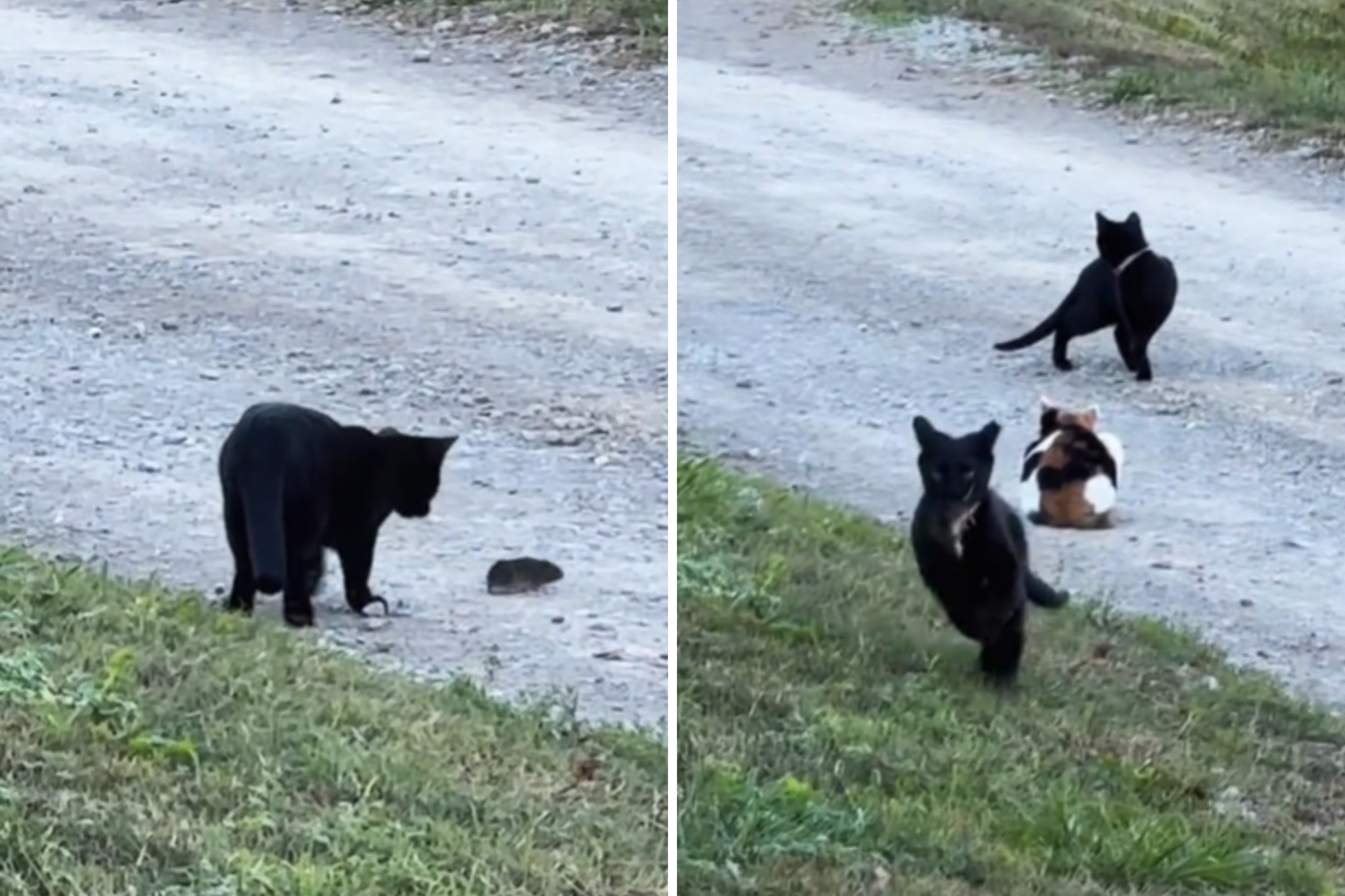 Hilarity as Barn Cats Finally Prove They Are Not Useless