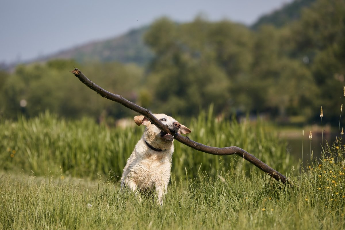 Labrador Carries Large Stick On Walk