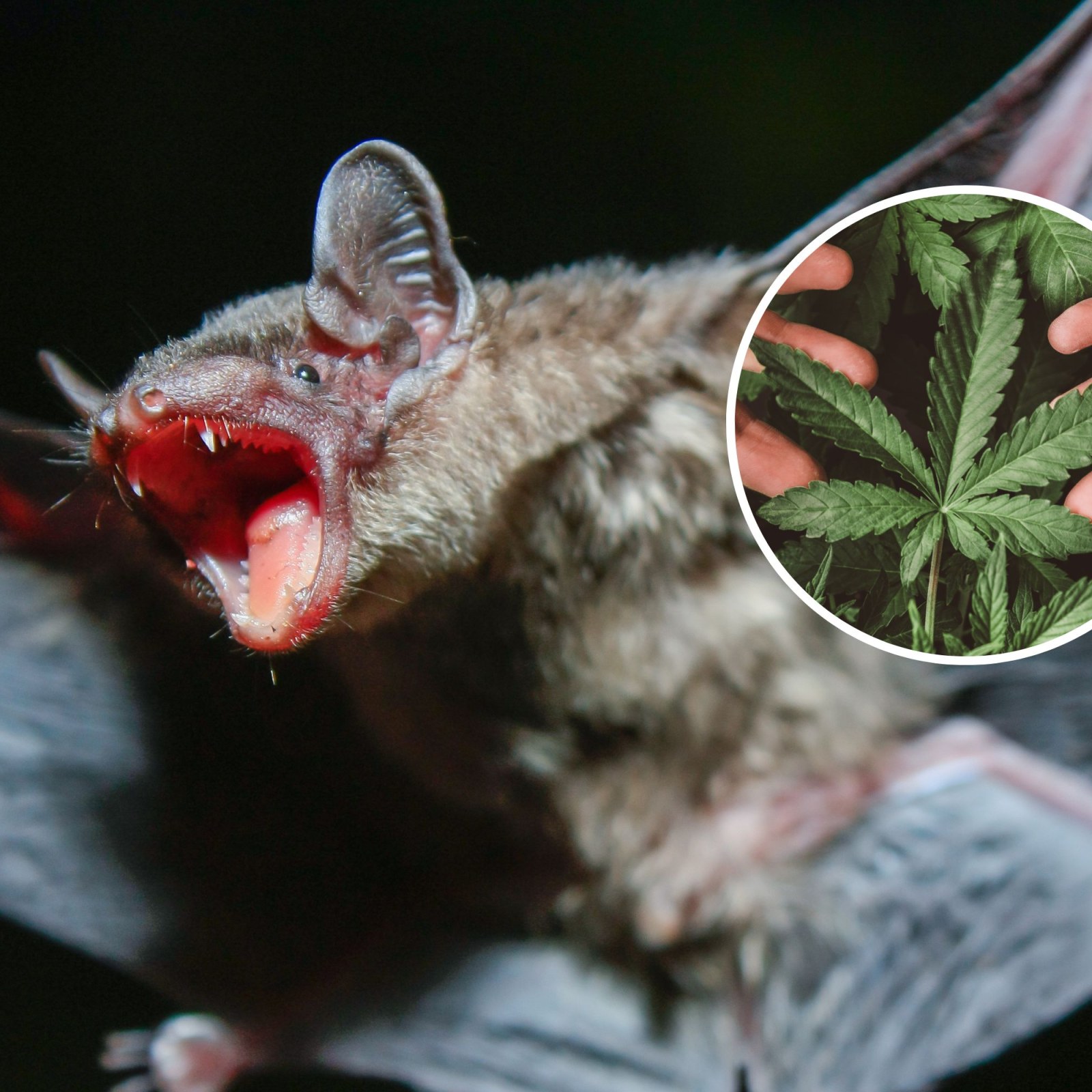 Bateto Poop Bat Poop 35 Bat Feces Royalty Free Images, Stock Photos & Pictures ...