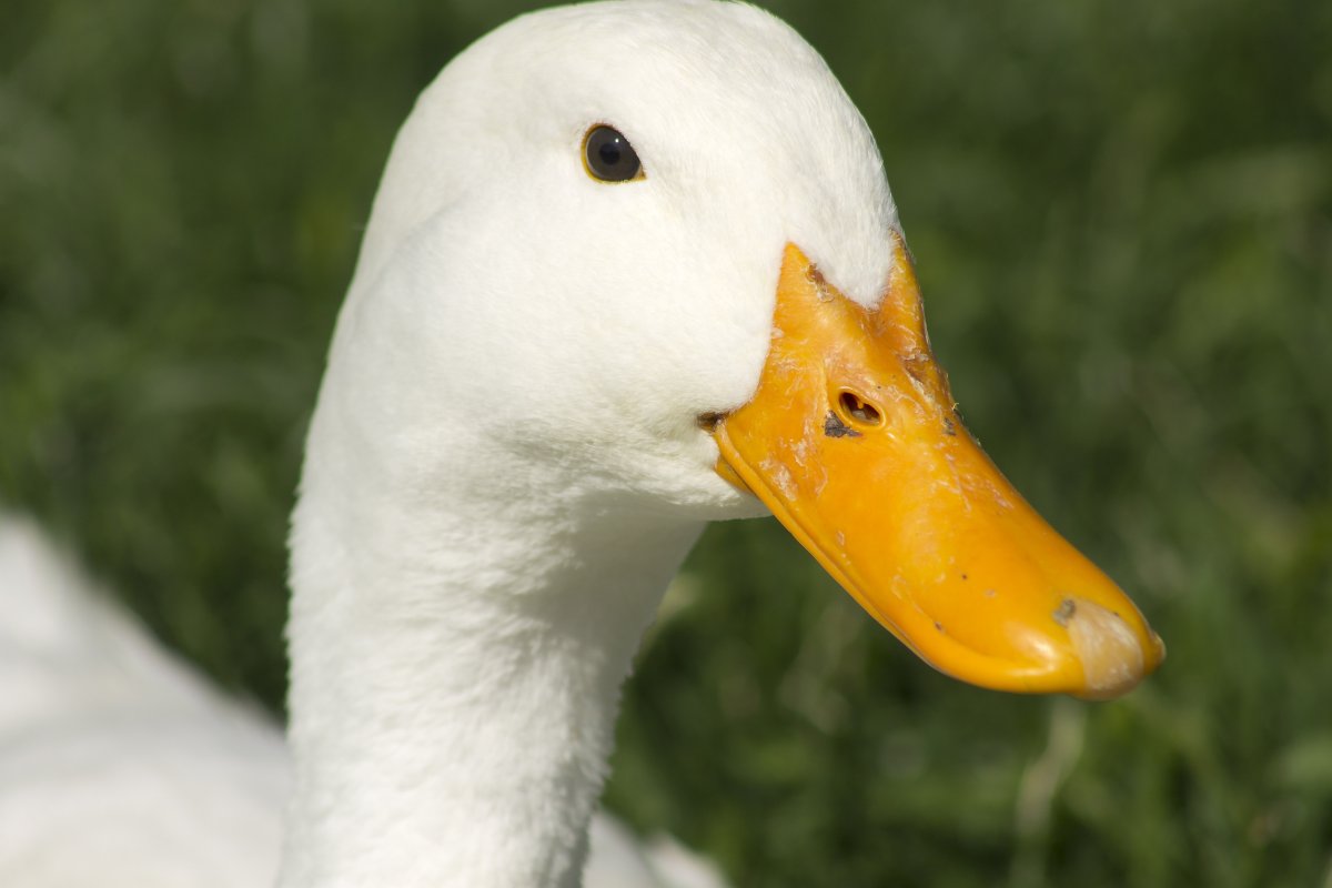 duck close up