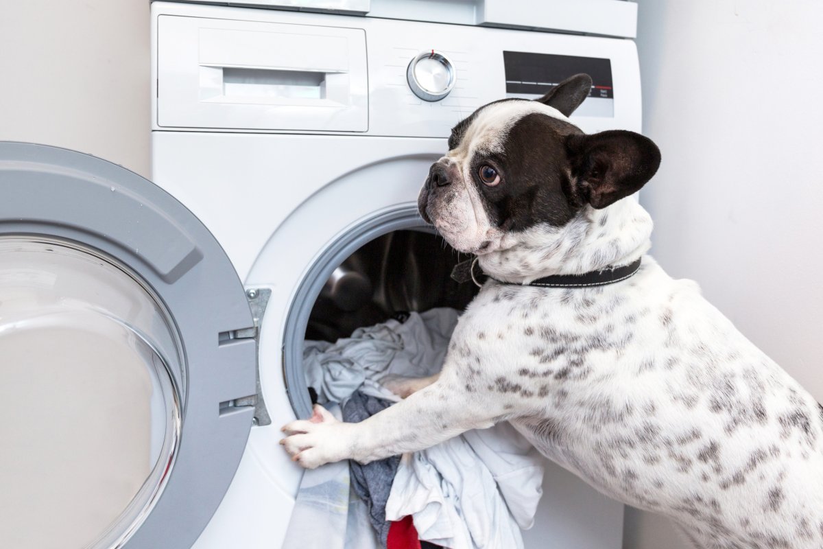 dog plays with dryer