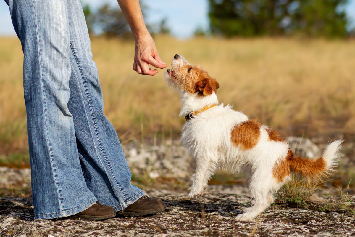 Dog treat