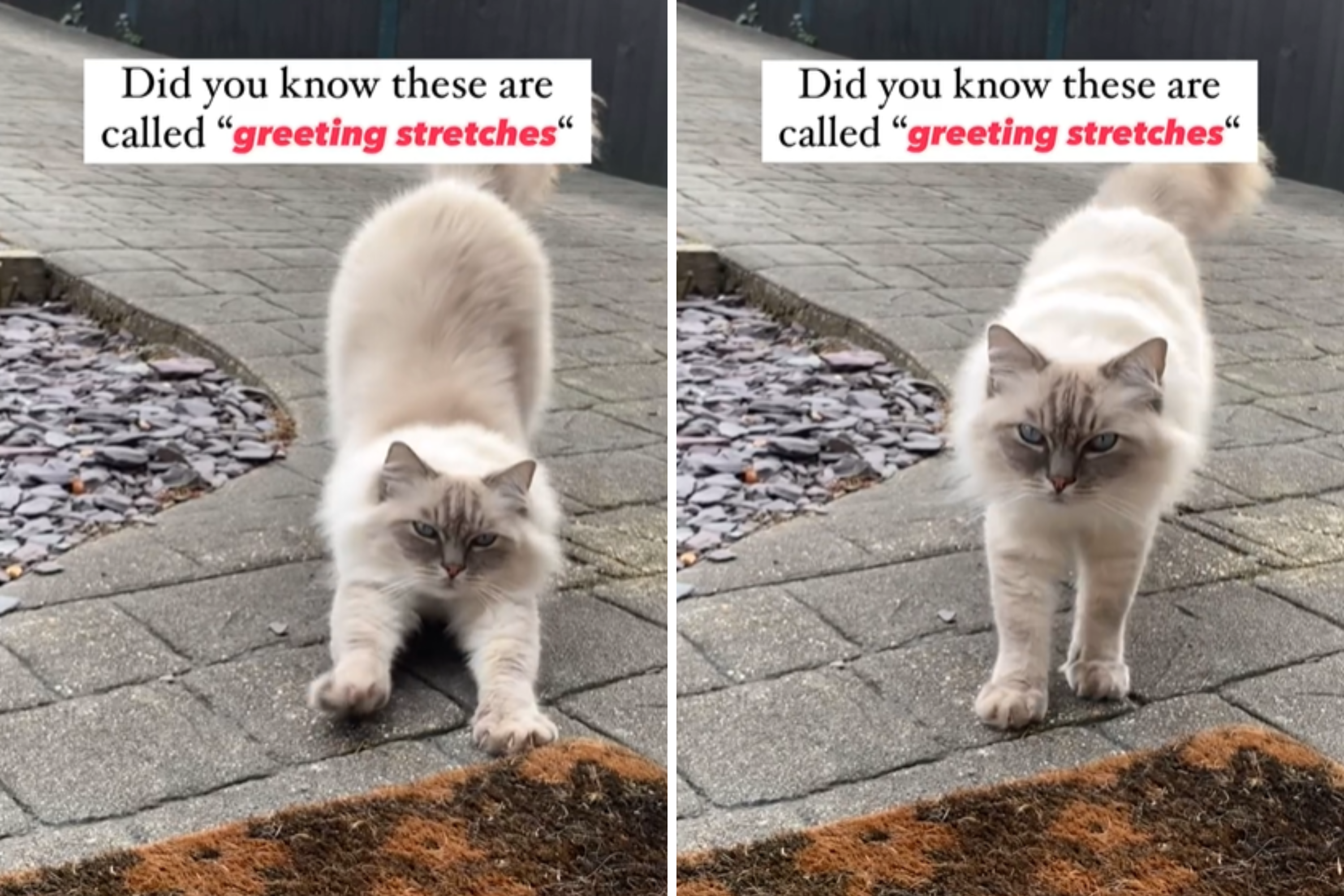 How To Greet A Cat