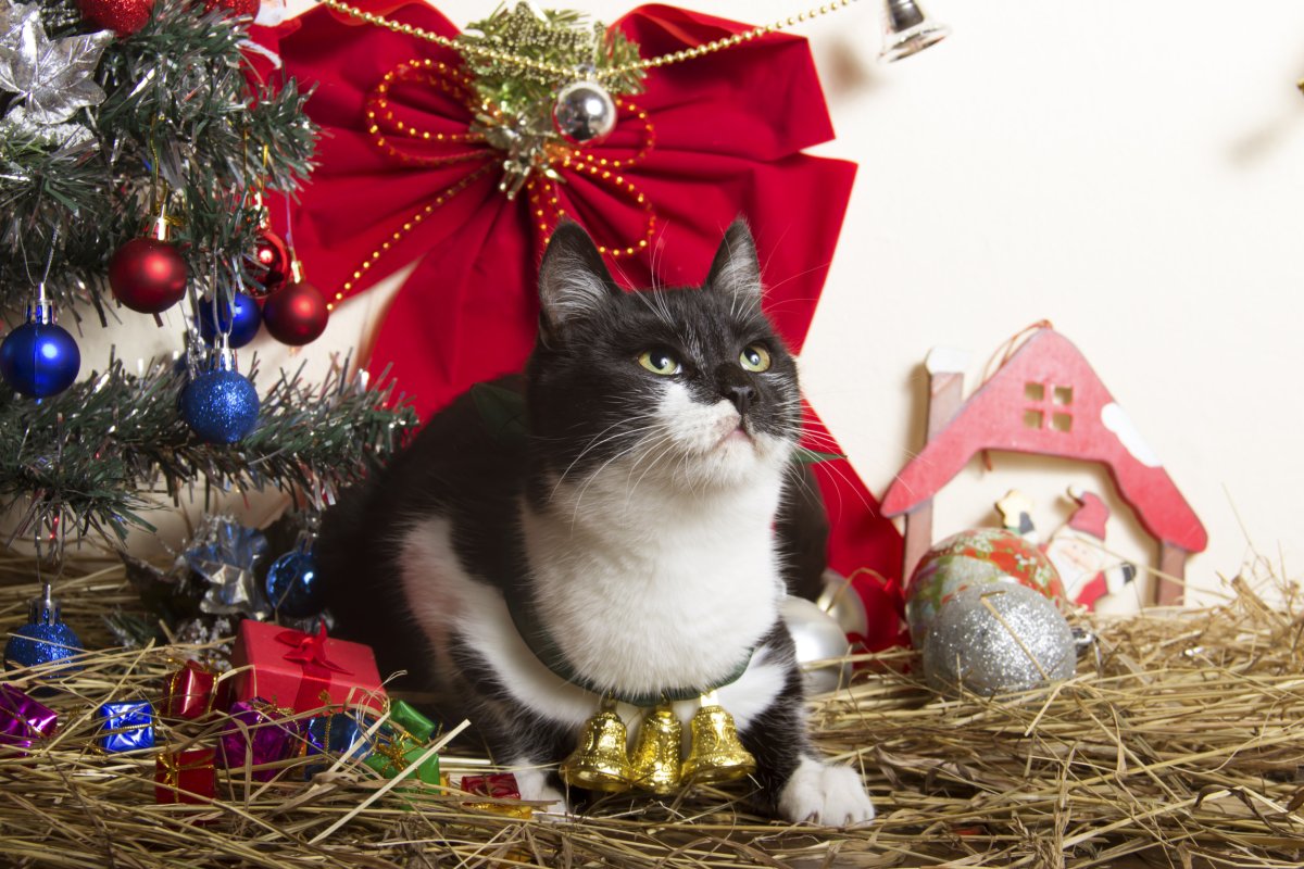 Black and white cat