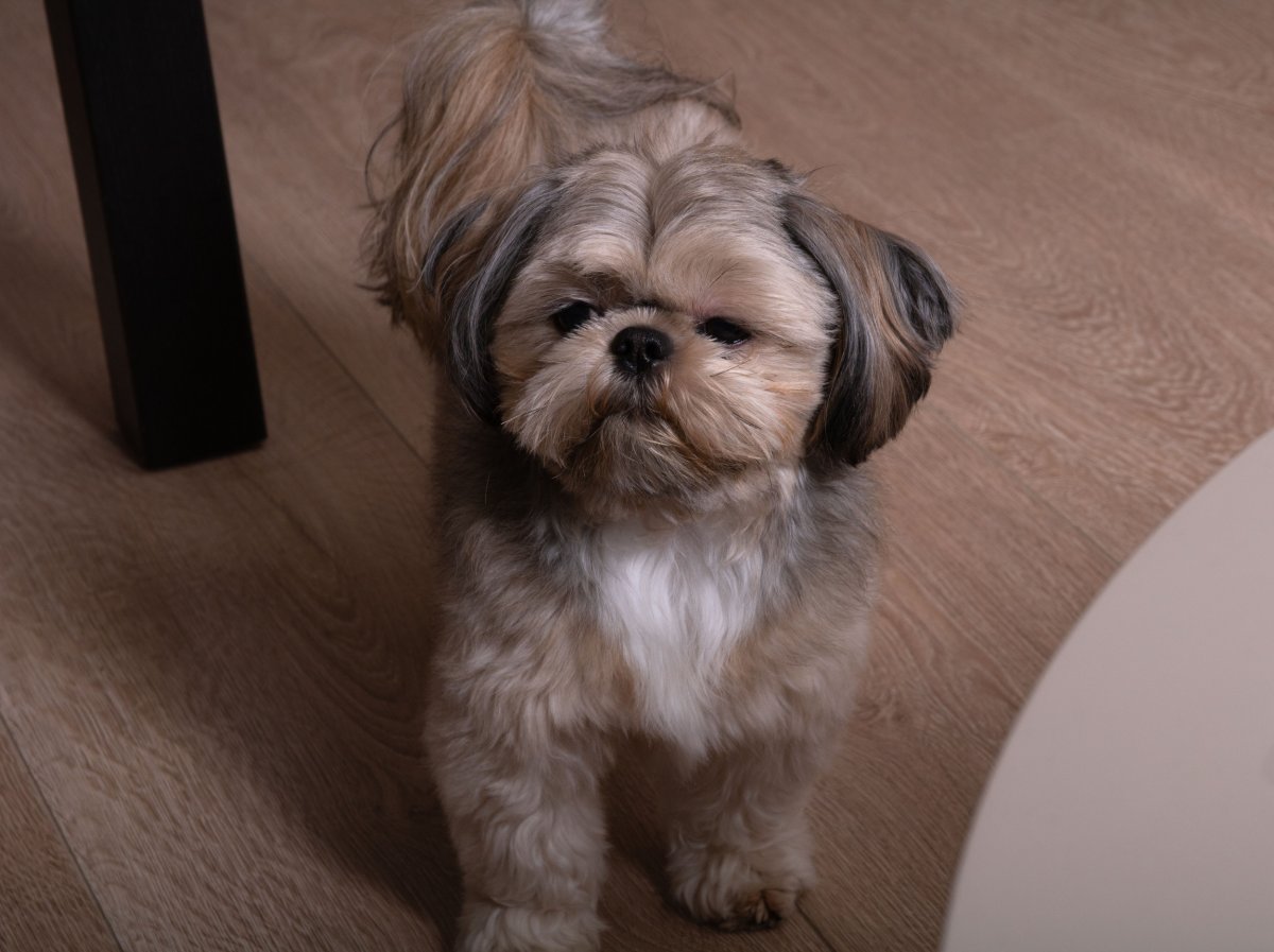 Shih tzu. 