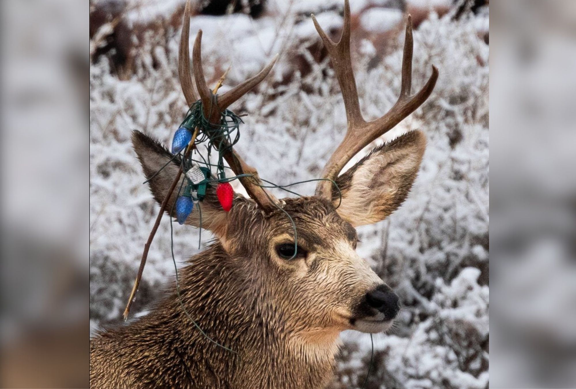 Christmas lights at risk from horned deer, Colorado warned