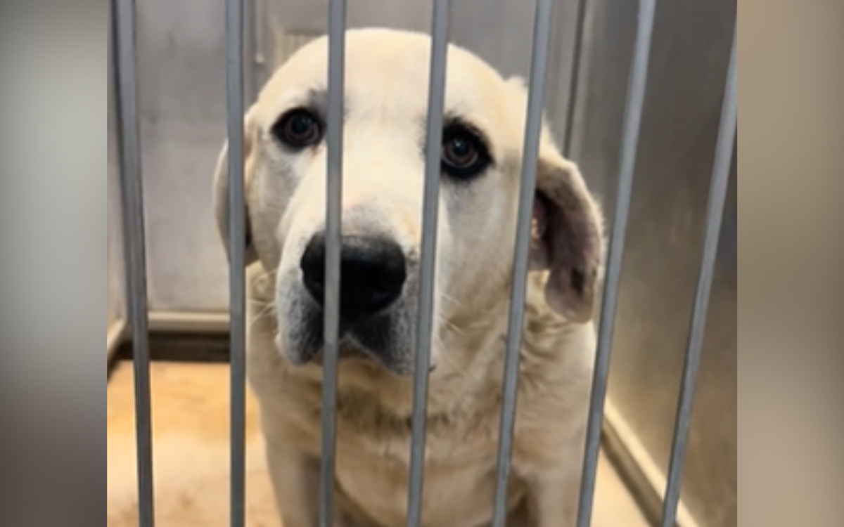 Tears for Shelter Dog Who 'Keeps Getting Overlooked' Because He's Deaf