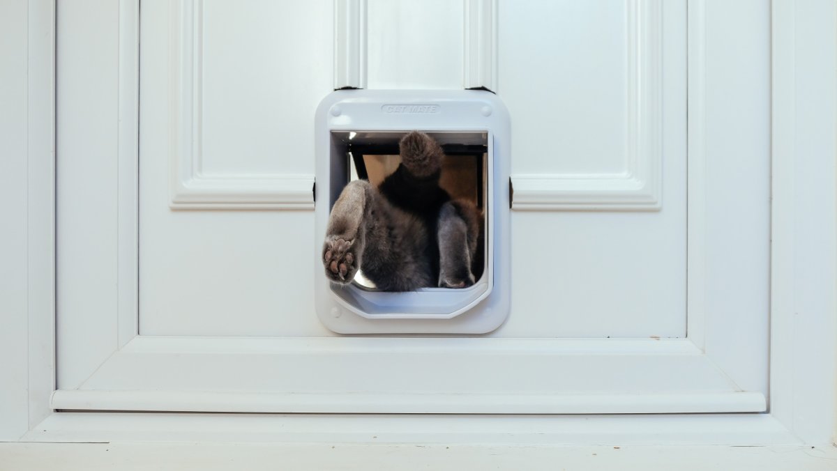 cat flap