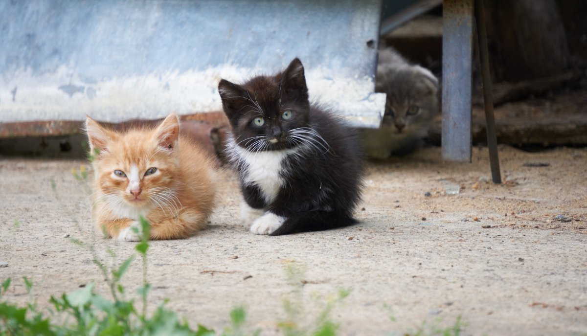 Stock image of kittens.