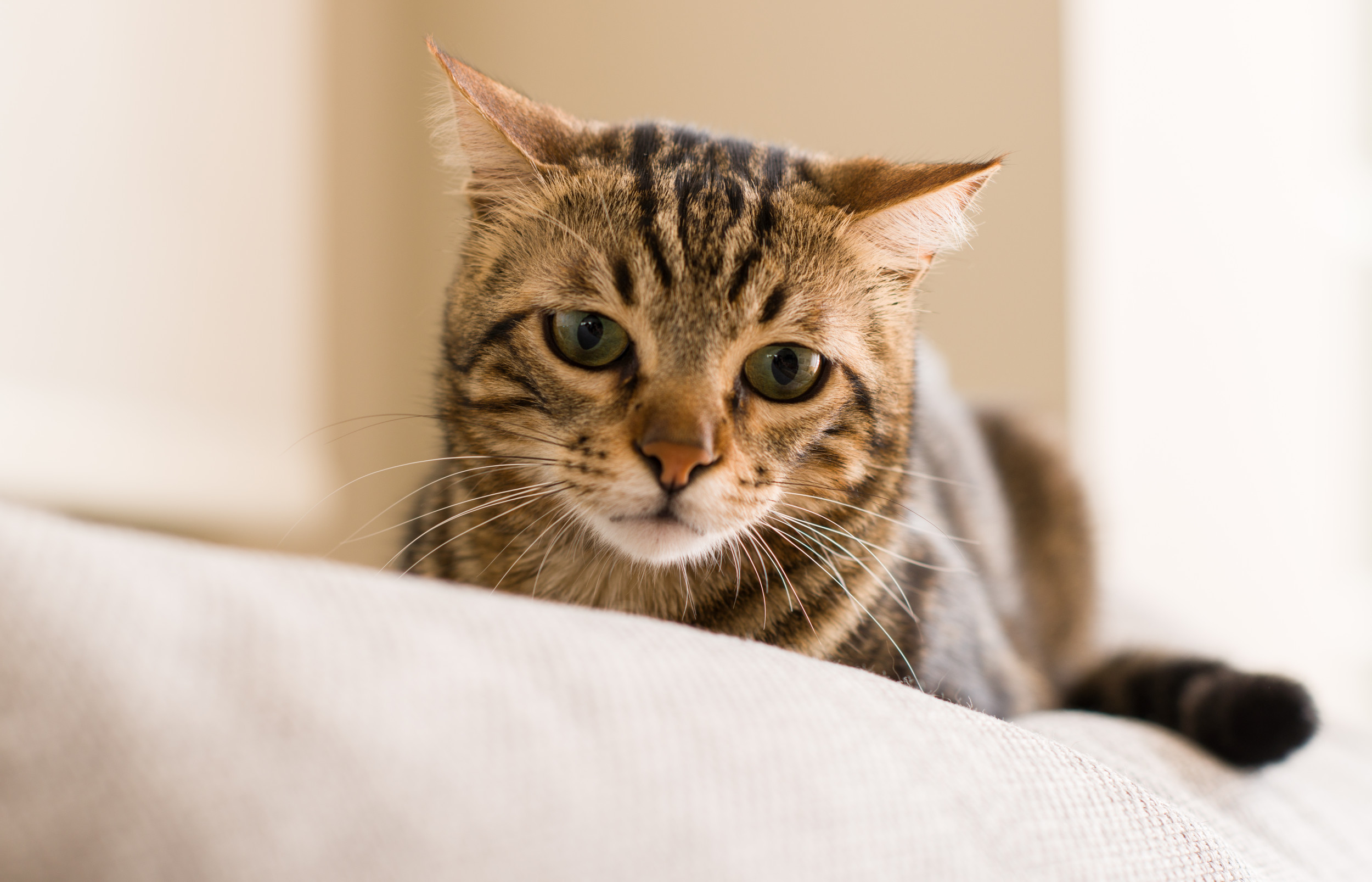 Cat Owner Captures What Pet Does to Her '3 Seconds' After She's Woken Up