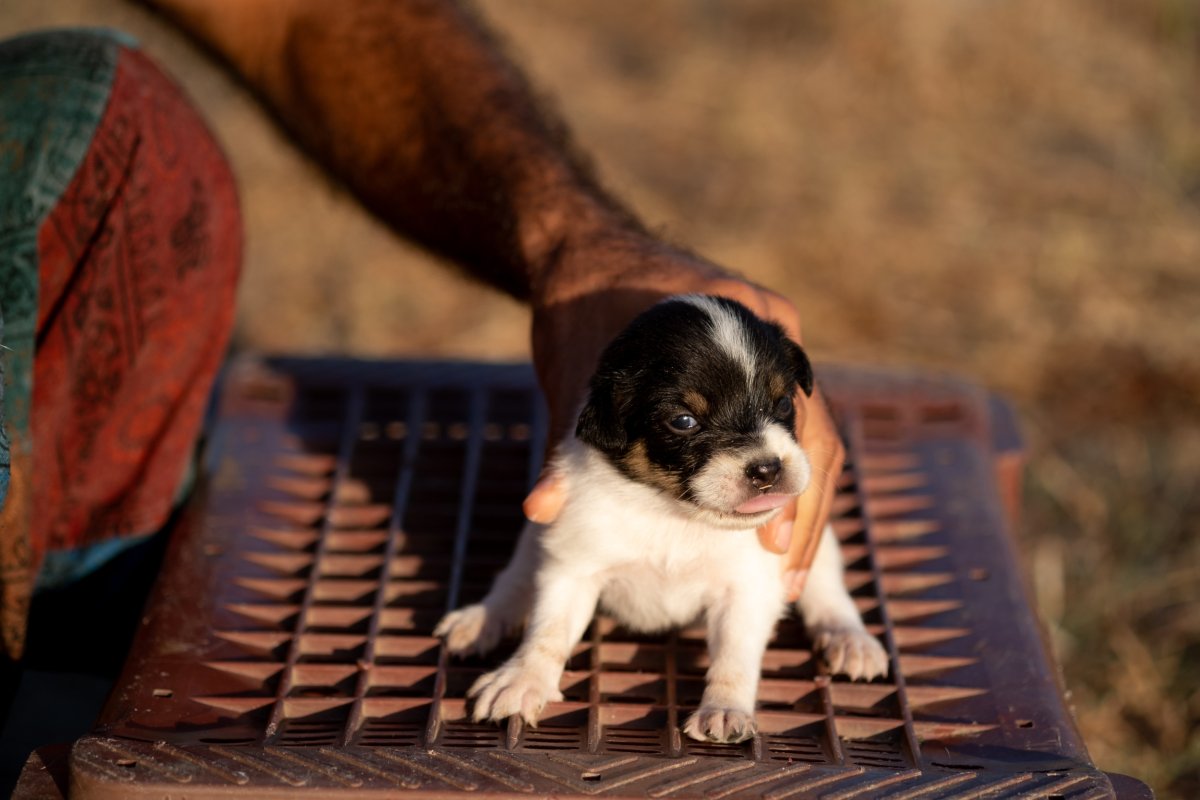 man holding a puppy