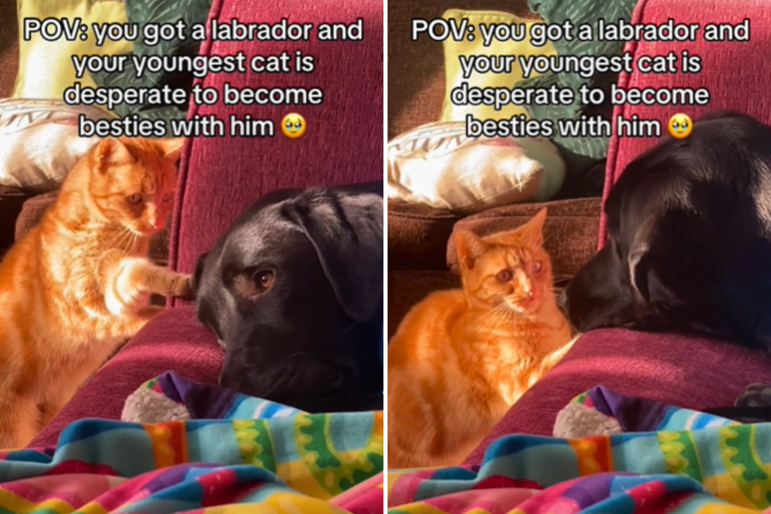 Hearts Melt at Cat 'Desperate' to Become Best Friends With Dog