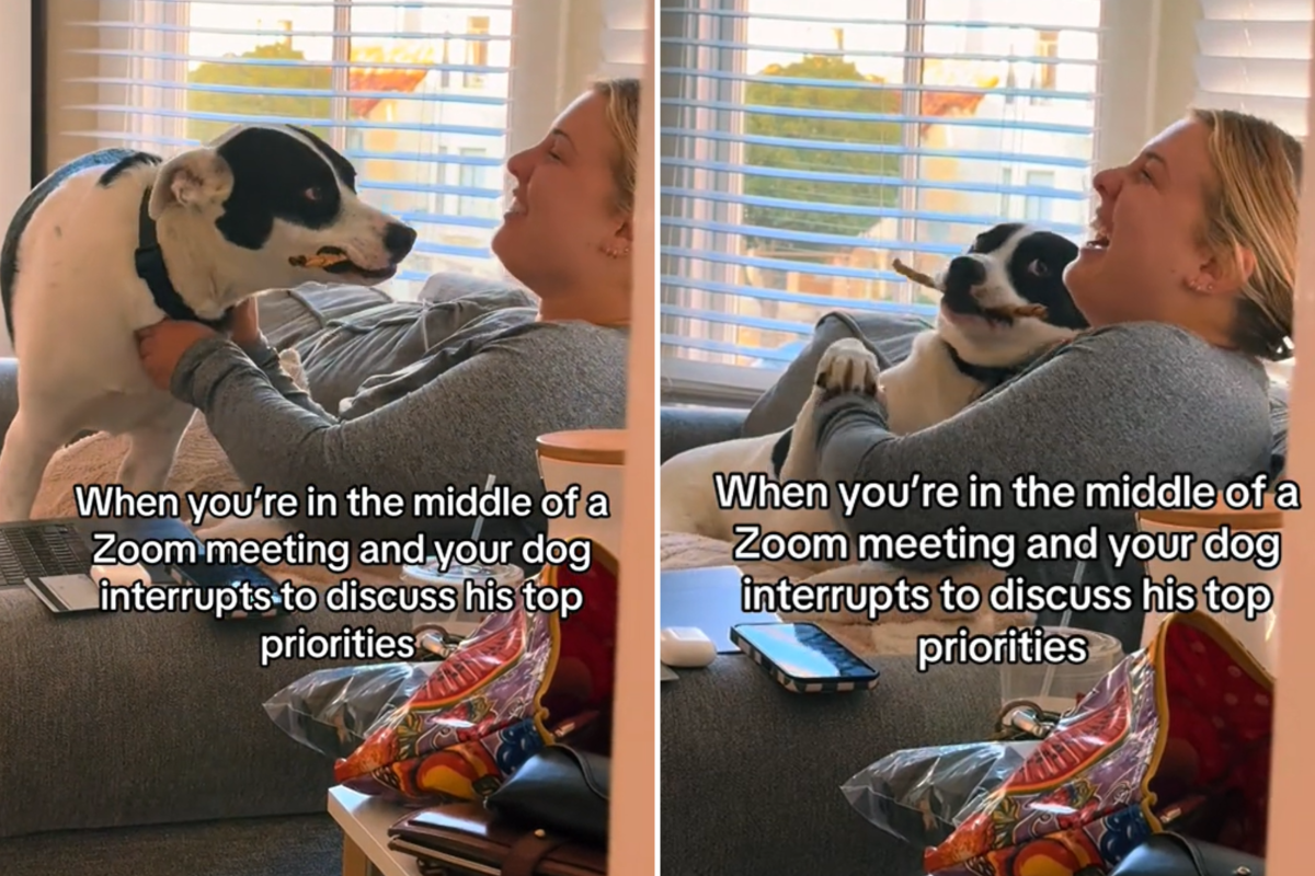 Dog interrupts work meeting