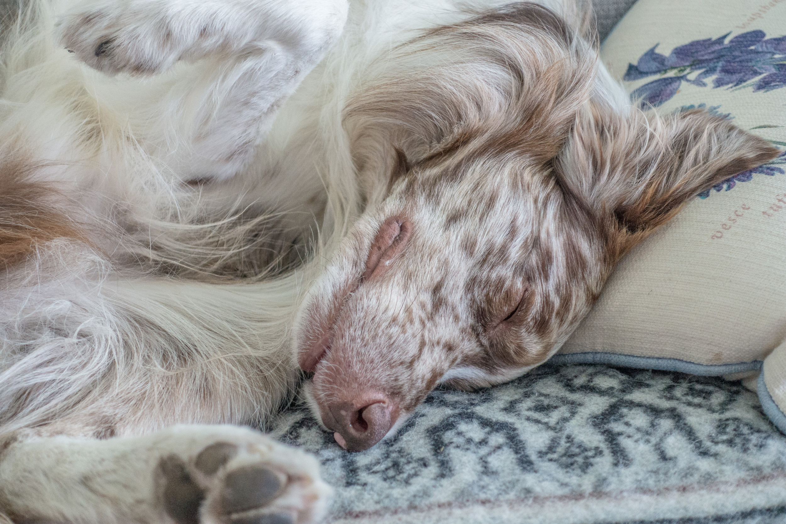 Dogs Morning Routine Melts Hearts: Her Bed Head