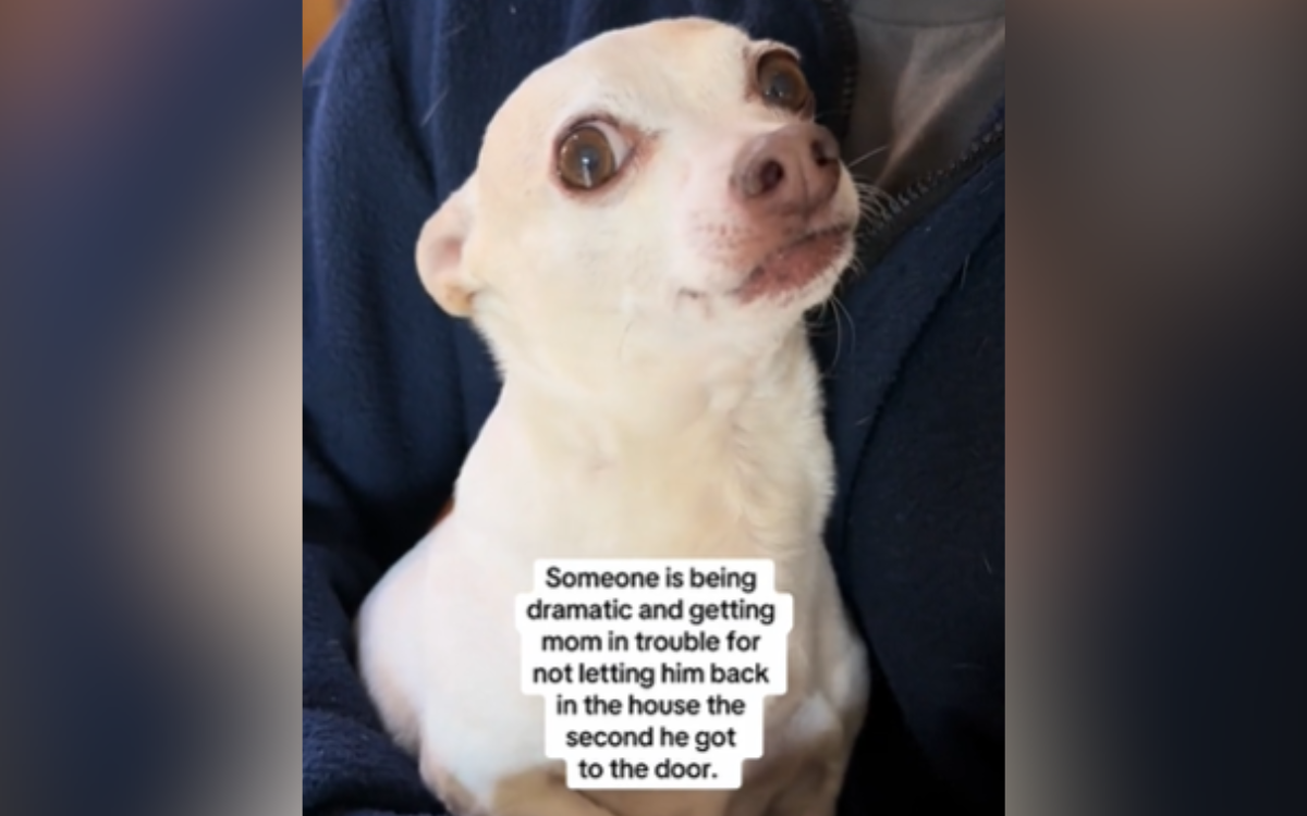 Tears at Reason Behind Rescue Dogs Dramatic Reaction To Being Left Outside