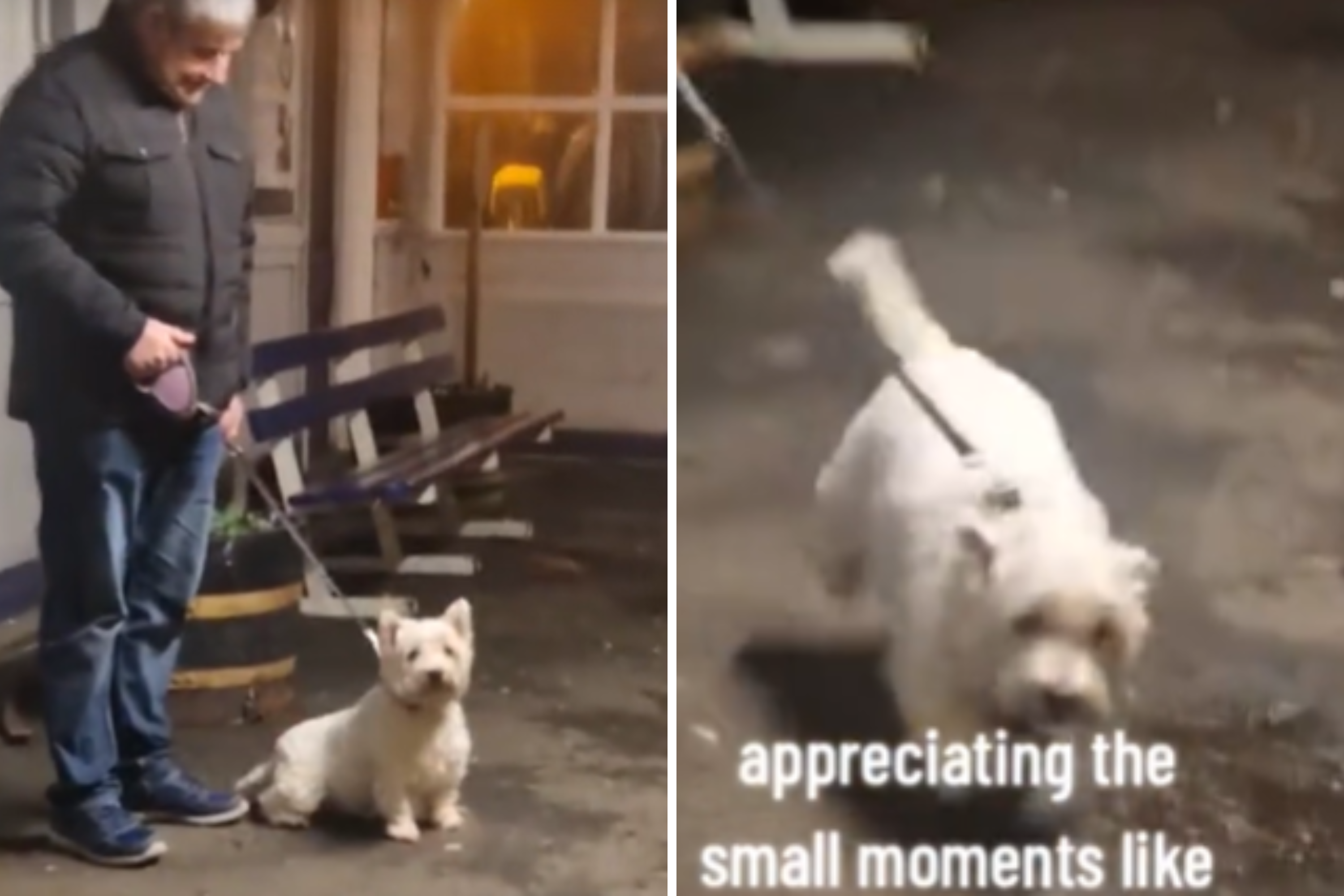 Dogs Face As She Finds Owner After Frantically Searching for Her in Crowd