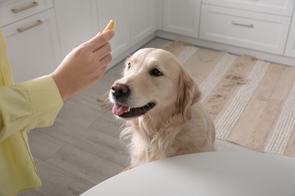 Dog getting fed chips