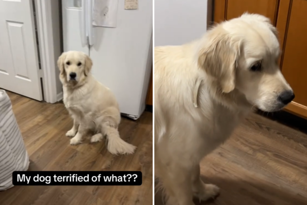 Dog is terrified