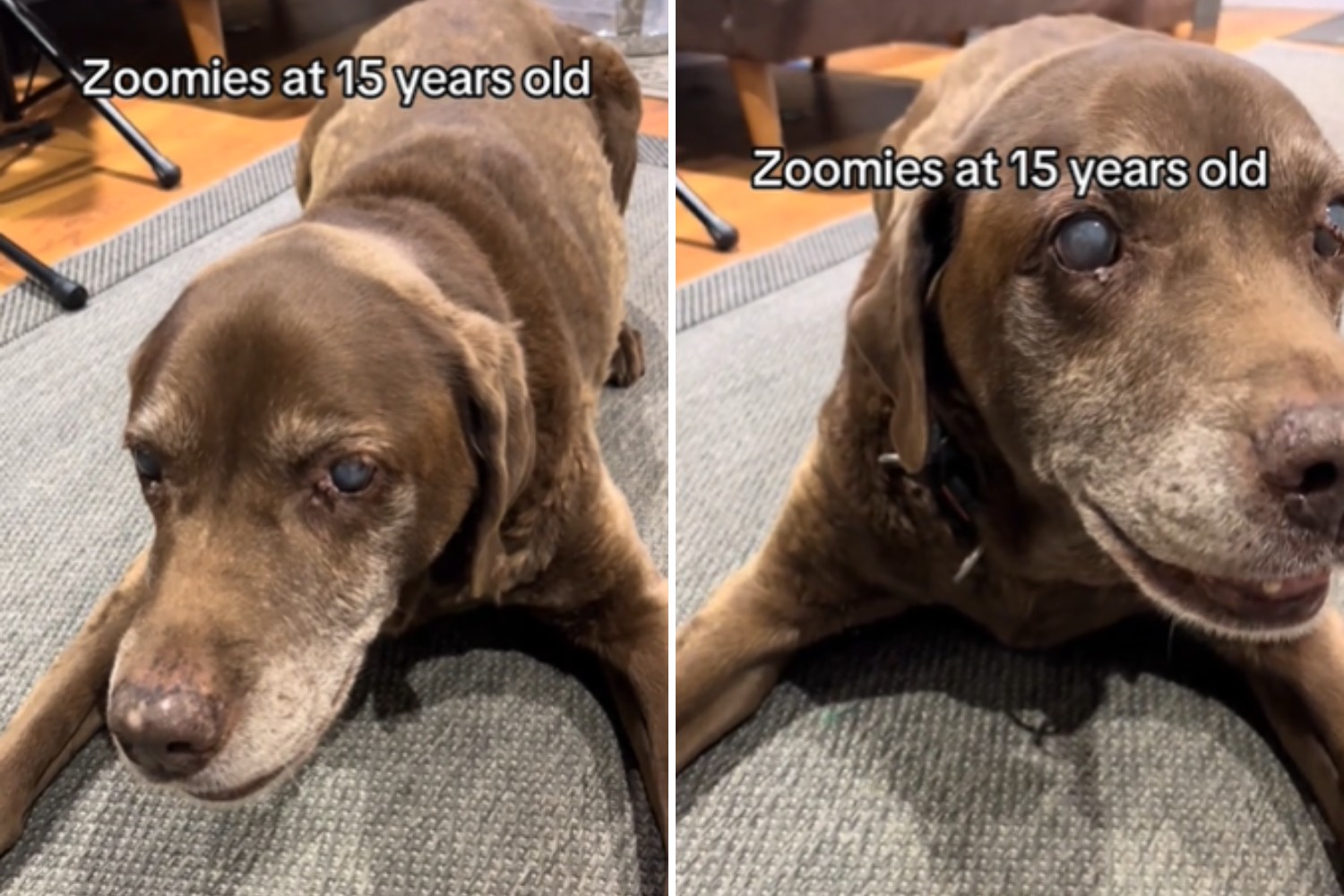 Senior Dog Going Blind and Deaf Proves There's No Age Limit on 'Zoomies'