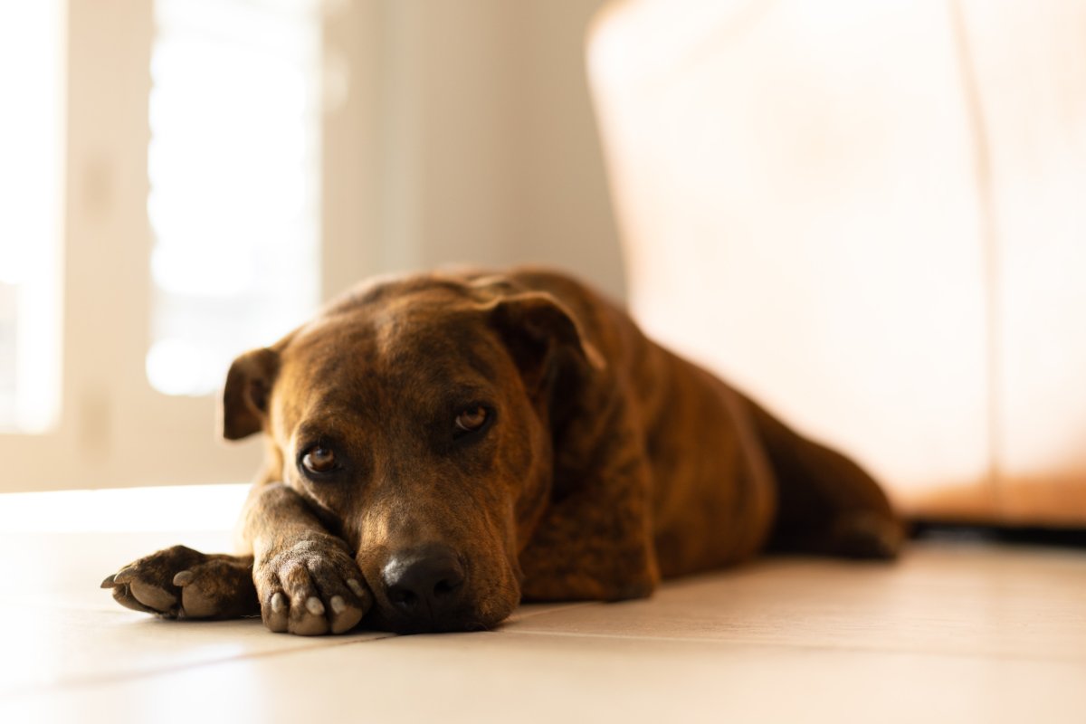 Dog Lays Down On Floor