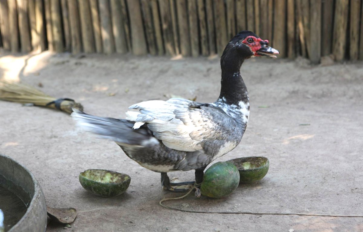 A muscovy duck in Bolivia