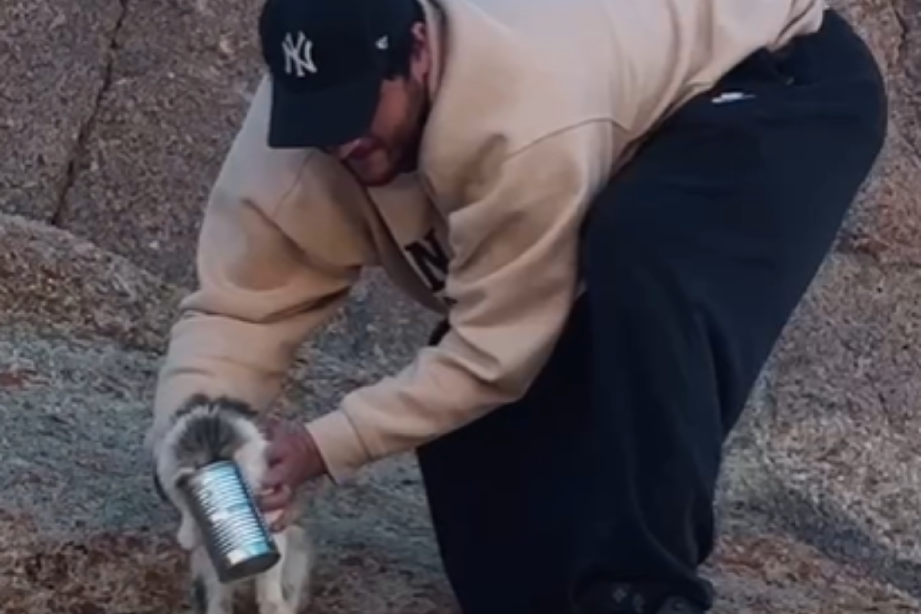 Hikers find cat with can stuck on head, act fast to avert tragedy