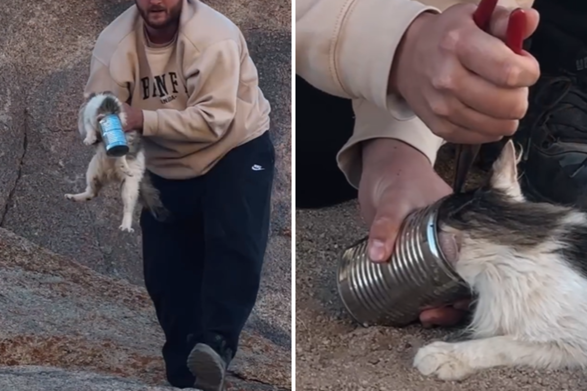 Couple rescuing stuck cat