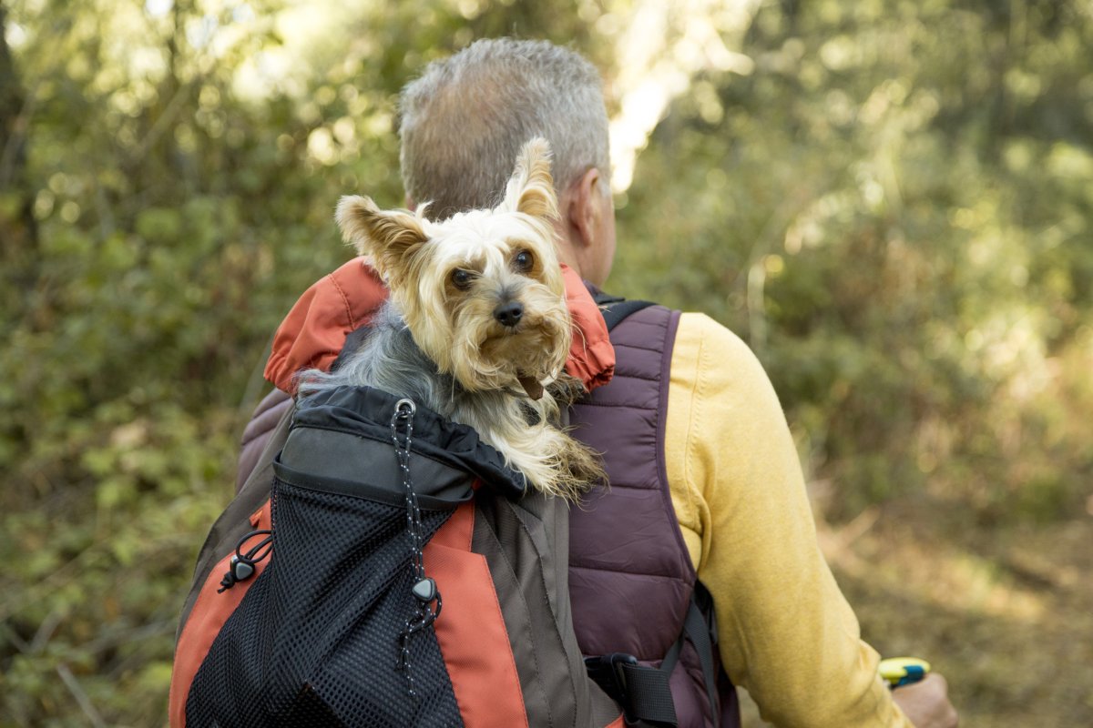 man carried dog inside backback