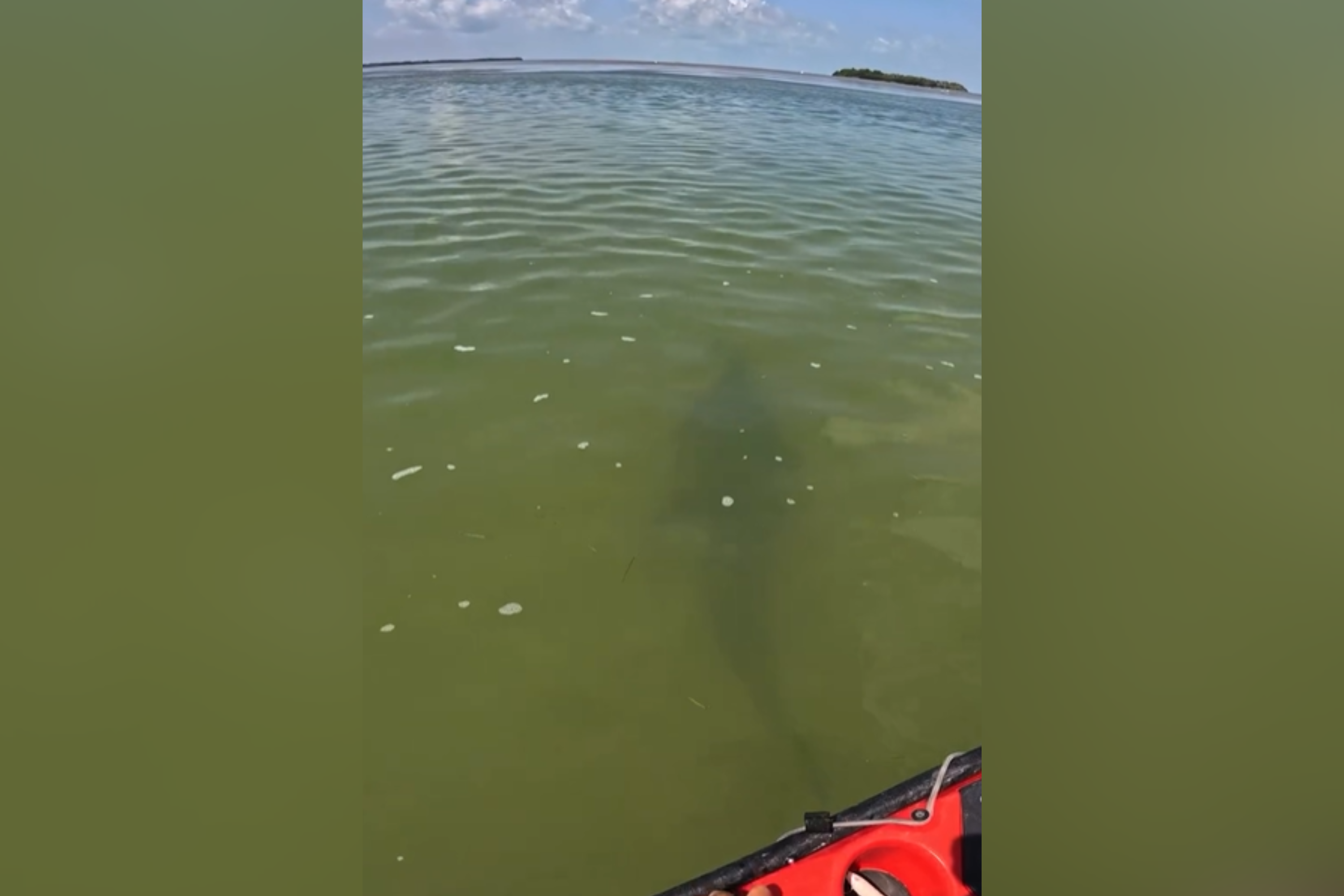 Bahamas Crocodile Encounters: Tourist'S Terrifying Tale - kp583yv