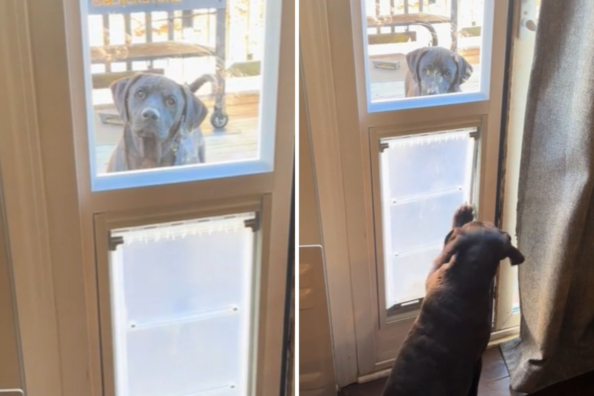 Dog won't use pet door