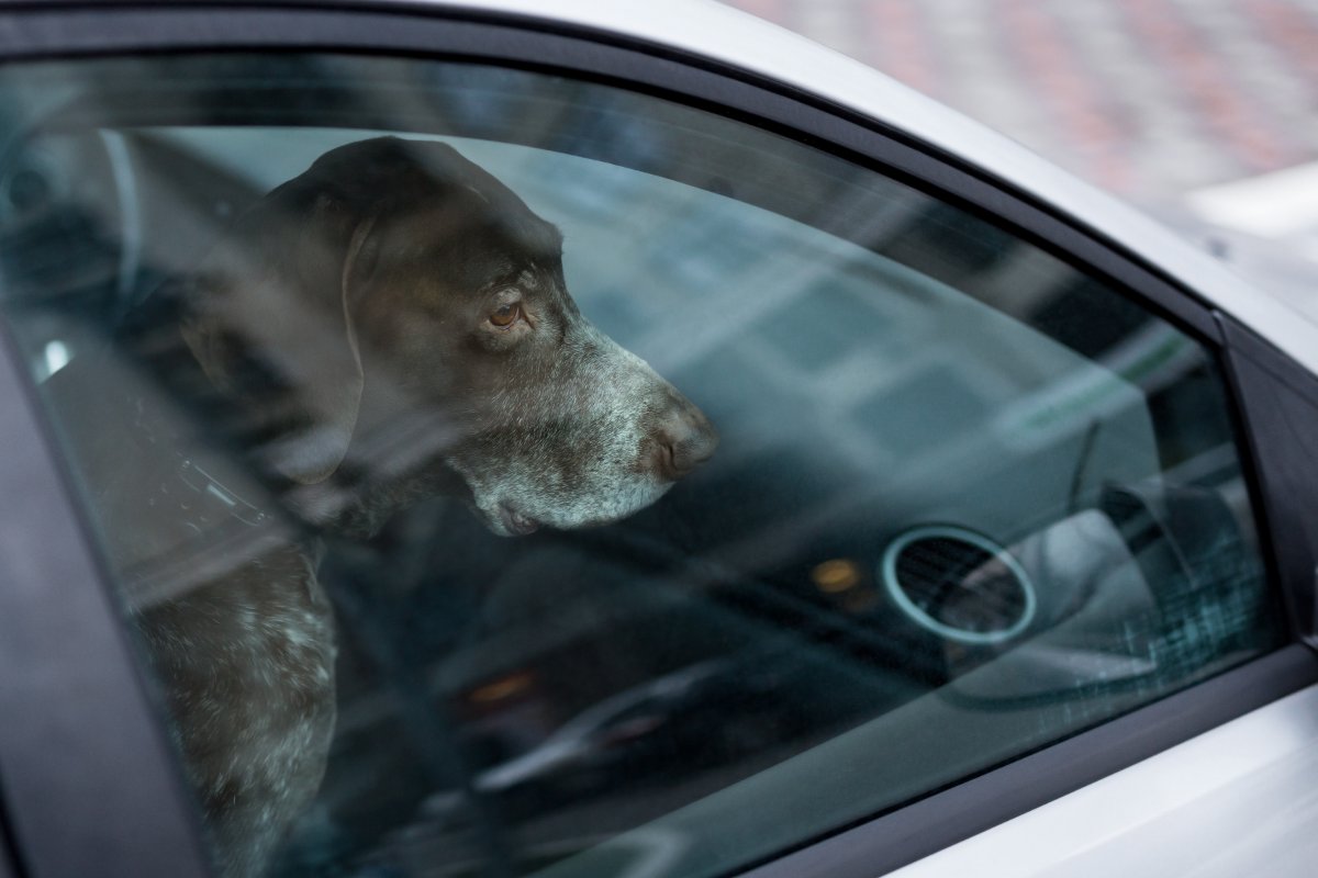 A Dog Looks Nervous Inside A Car