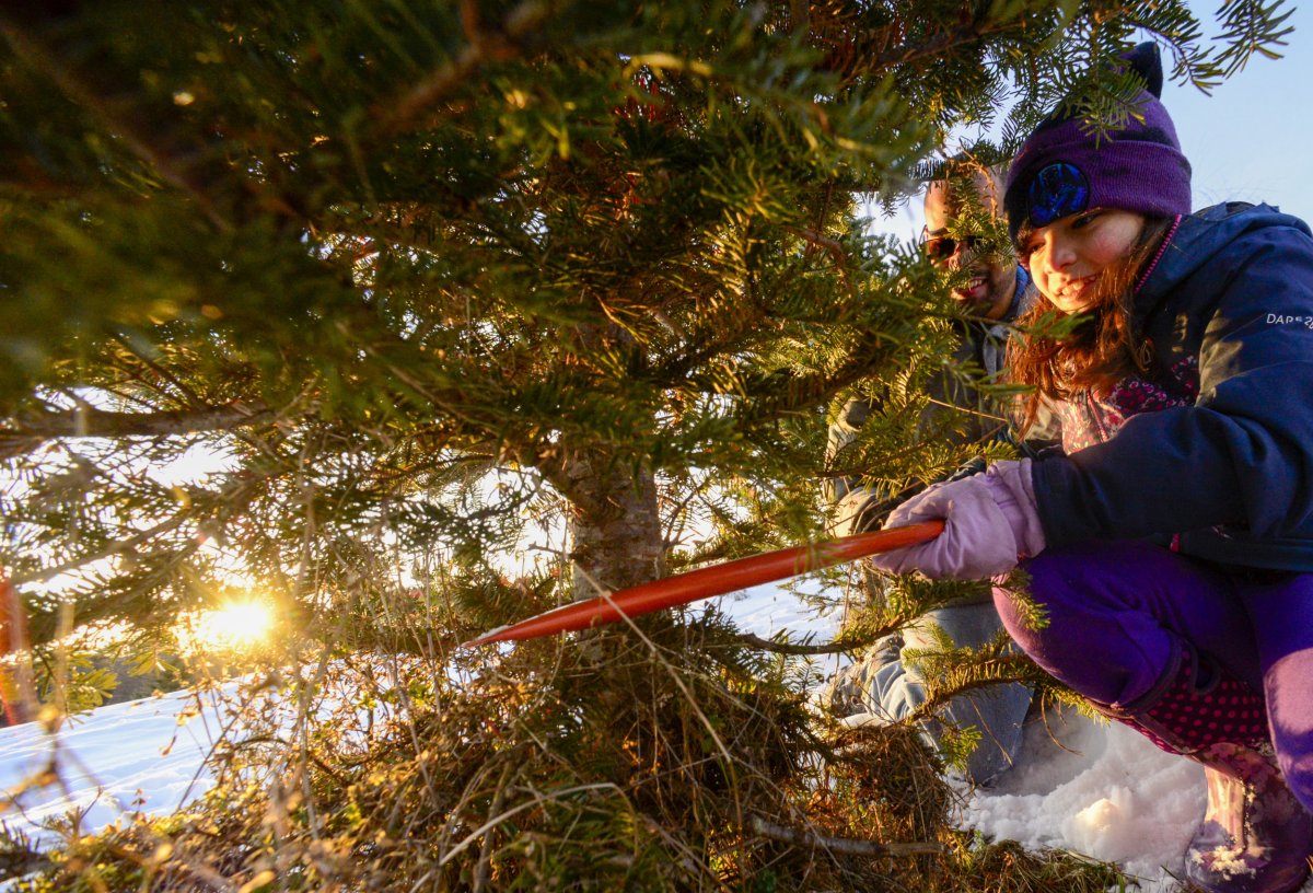 Procesando un árbol de Navidad vivo