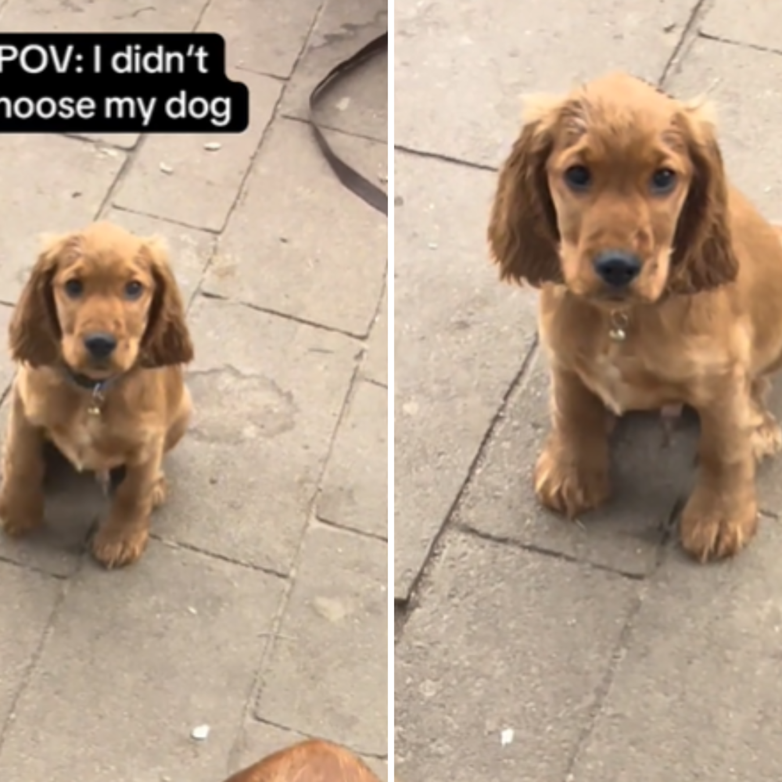 Pointing Cocker Golden Cocker Spaniel