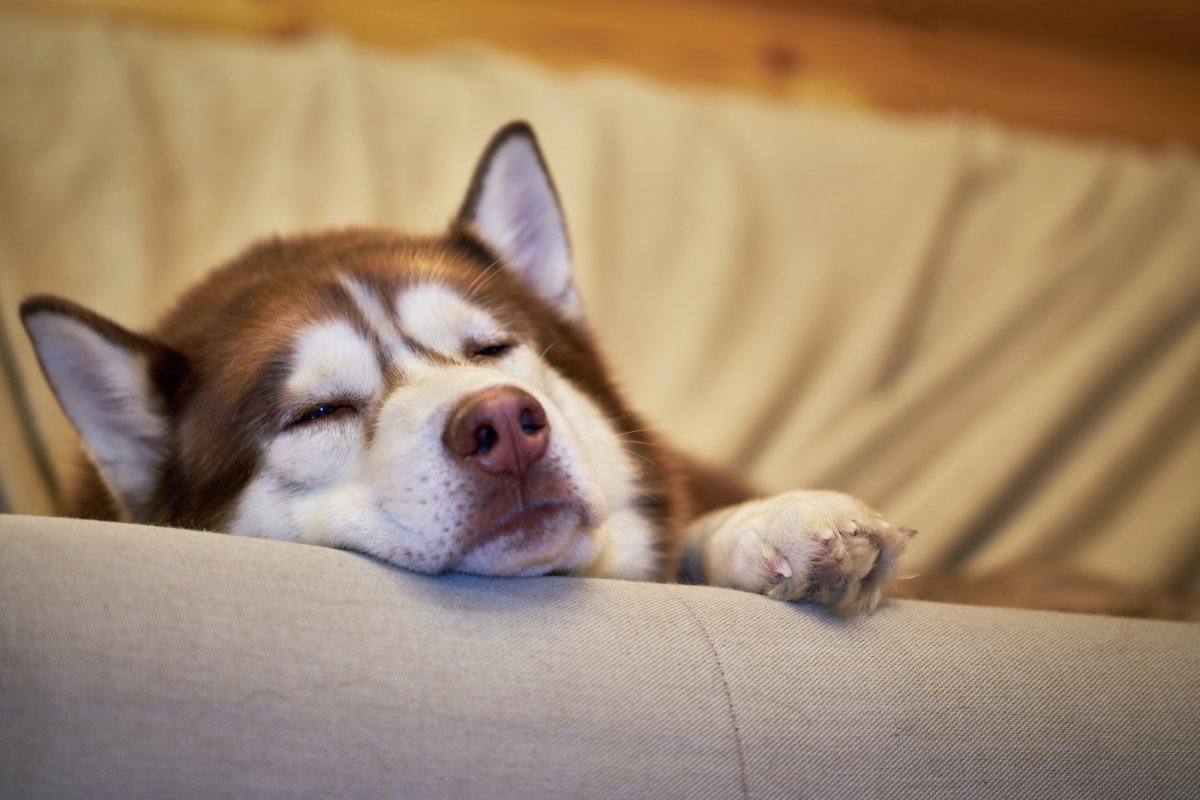 Husky sleeping