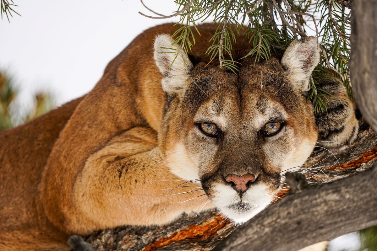 Mountain lion