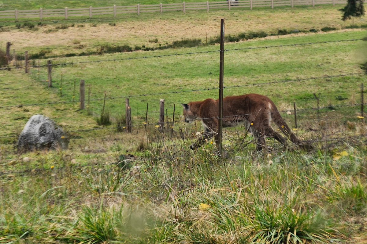 Mountain lion trapped behind fence