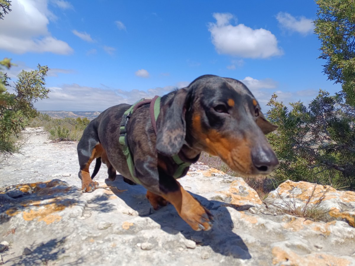 Dachshund Walks Along Mountain Edge