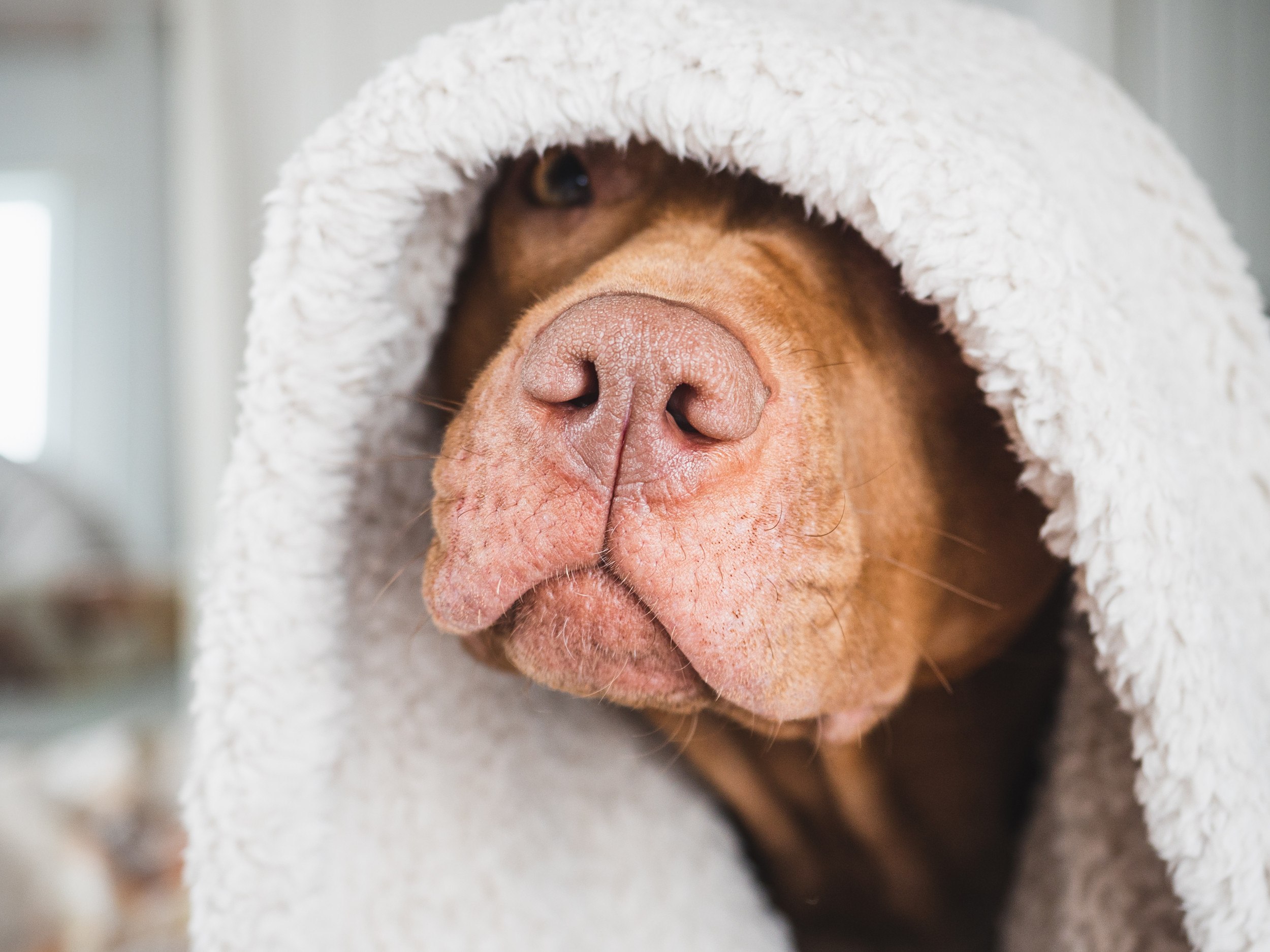 Neglected Dog Who Fought for His Life Gets Christmas He Deserves